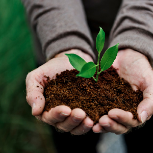 future wave global trust