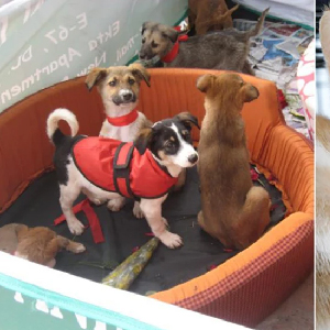 future wave global trust